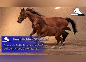 Oldenburger Springpferd, Ogier, , Gniada