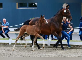 Oldenburger Springpferd, Ogier, , Gniada