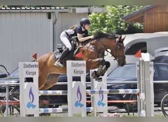 Oldenburger Springpferd, Stute, 10 Jahre, 163 cm, Brauner