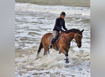 Oldenburger Springpferd, Stute, 10 Jahre, 163 cm, Brauner