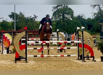 Oldenburger Springpferd, Stute, 10 Jahre, 165 cm, Brauner