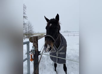 Oldenburger Springpferd, Stute, 10 Jahre, 165 cm, Dunkelbrauner