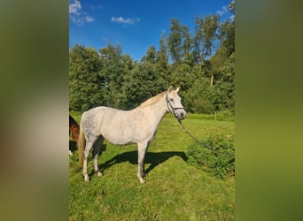 Oldenburger Springpferd, Stute, 10 Jahre, 165 cm, Schimmel