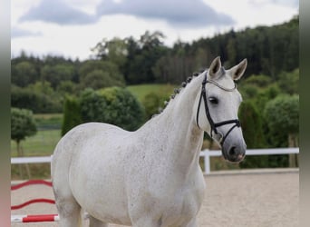 Oldenburger Springpferd, Stute, 10 Jahre, 166 cm, Schimmel