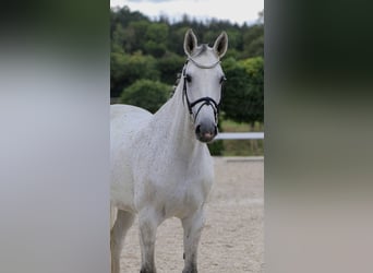 Oldenburger Springpferd, Stute, 10 Jahre, 166 cm, Schimmel