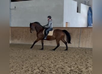 Oldenburger Springpferd, Stute, 10 Jahre, 167 cm, Brauner