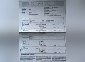 Oldenburger Springpferd, Stute, 10 Jahre, 167 cm, Brauner