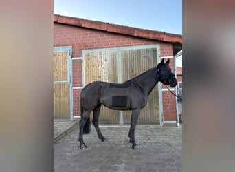 Oldenburger Springpferd, Stute, 10 Jahre, 167 cm, Rappe