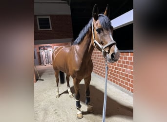 Oldenburger Springpferd, Stute, 10 Jahre, 168 cm, Brauner