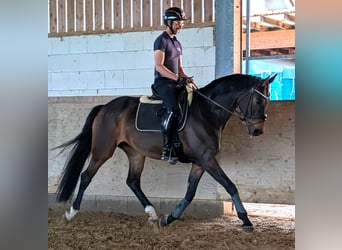 Oldenburger Springpferd, Stute, 10 Jahre, 168 cm, Dunkelbrauner