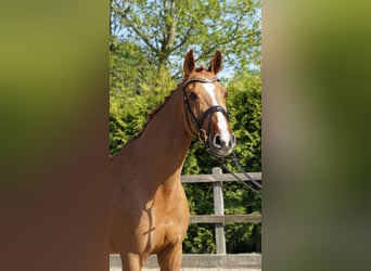 Oldenburger Springpferd, Stute, 10 Jahre, 168 cm, Fuchs