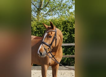Oldenburger Springpferd, Stute, 10 Jahre, 168 cm, Fuchs