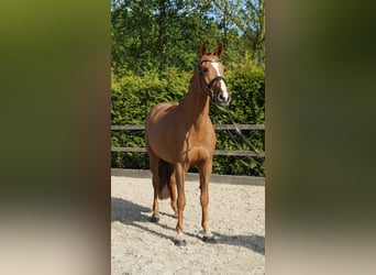 Oldenburger Springpferd, Stute, 10 Jahre, 168 cm, Fuchs