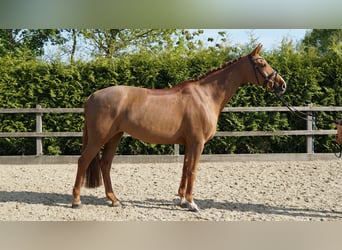 Oldenburger Springpferd, Stute, 10 Jahre, 168 cm, Fuchs