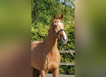 Oldenburger Springpferd, Stute, 10 Jahre, 168 cm, Fuchs