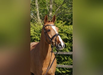 Oldenburger Springpferd, Stute, 10 Jahre, 168 cm, Fuchs