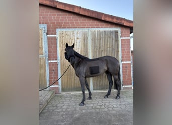 Oldenburger Springpferd, Stute, 10 Jahre, 168 cm, Rappe
