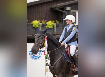 Oldenburger Springpferd, Stute, 10 Jahre, 169 cm, Dunkelbrauner
