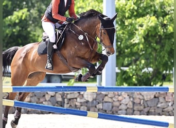 Oldenburger Springpferd, Stute, 10 Jahre, 170 cm