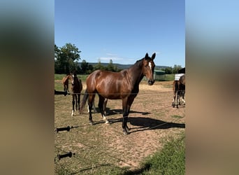 Oldenburger Springpferd, Stute, 10 Jahre, 171 cm, Brauner