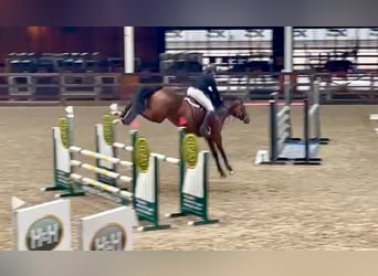 Oldenburger Springpferd, Stute, 10 Jahre, 172 cm, Dunkelbrauner