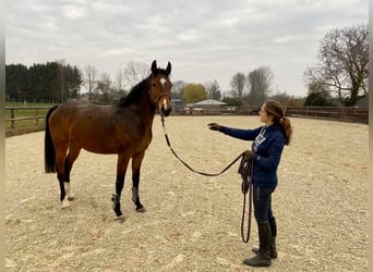 Oldenburger Springpferd, Stute, 10 Jahre, 172 cm, Dunkelbrauner