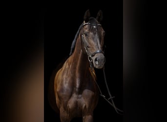 Oldenburger Springpferd, Stute, 10 Jahre, Schwarzbrauner