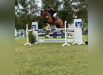 Oldenburger Springpferd, Stute, 11 Jahre, 160 cm, Brauner
