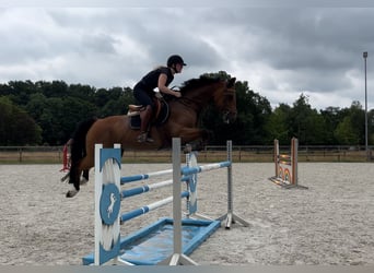 Oldenburger Springpferd, Stute, 11 Jahre, 160 cm, Brauner