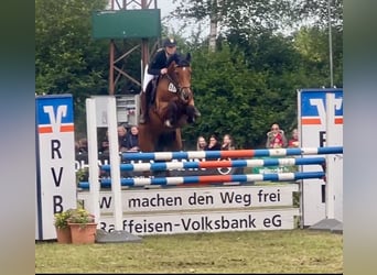 Oldenburger Springpferd, Stute, 11 Jahre, 160 cm, Brauner