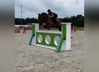 Oldenburger Springpferd, Stute, 11 Jahre, 160 cm, Brauner