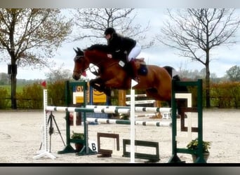 Oldenburger Springpferd, Stute, 11 Jahre, 160 cm, Brauner