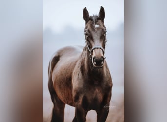 Oldenburger Springpferd, Stute, 11 Jahre, 160 cm, Dunkelbrauner