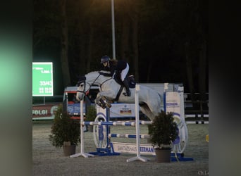 Oldenburger Springpferd, Stute, 11 Jahre, 164 cm, Schimmel