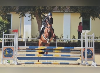 Oldenburger Springpferd, Stute, 11 Jahre, 165 cm, Dunkelfuchs
