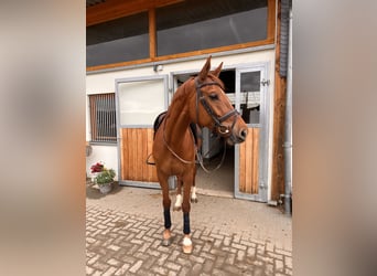 Oldenburger Springpferd, Stute, 11 Jahre, 165 cm, Fuchs