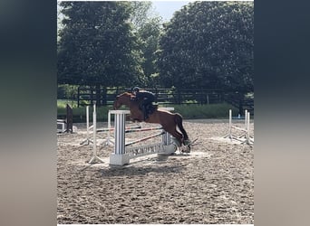 Oldenburger Springpferd, Stute, 11 Jahre, 165 cm, Fuchs