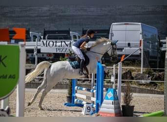 Oldenburger Springpferd, Stute, 11 Jahre, 165 cm, Schimmel