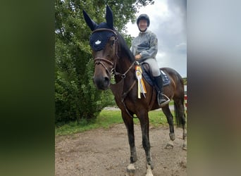 Oldenburger Springpferd, Stute, 11 Jahre, 165 cm