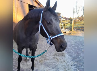 Oldenburger Springpferd, Stute, 11 Jahre, 167 cm, Dunkelbrauner