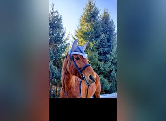 Oldenburger Springpferd, Stute, 11 Jahre, 170 cm, Brauner