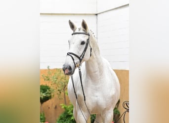 Oldenburger Springpferd, Stute, 11 Jahre, 172 cm, Schimmel