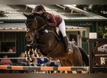 Oldenburger Springpferd, Stute, 11 Jahre, 172 cm, Schwarzbrauner