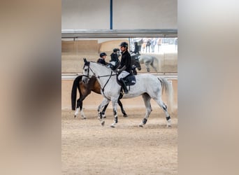 Oldenburger Springpferd, Stute, 11 Jahre, 173 cm, Apfelschimmel