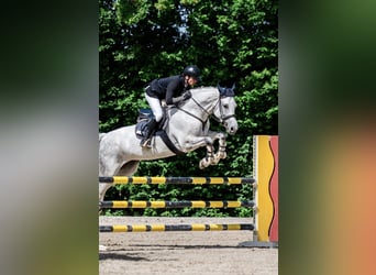 Oldenburger Springpferd, Stute, 11 Jahre, 173 cm, Apfelschimmel