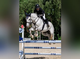 Oldenburger Springpferd, Stute, 11 Jahre, 173 cm, Apfelschimmel