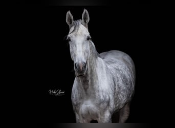 Oldenburger Springpferd, Stute, 11 Jahre, 173 cm, Apfelschimmel