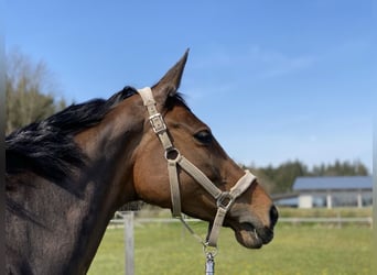 Oldenburger Springpferd, Stute, 11 Jahre, 173 cm, Brauner