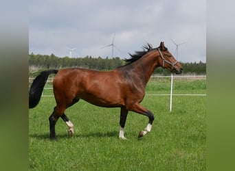 Oldenburger Springpferd, Stute, 11 Jahre, 173 cm, Brauner