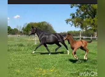 Oldenburger Springpferd, Stute, 11 Jahre, 174 cm, Dunkelbrauner